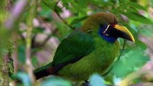 Birds &amp; Nature Costa Rica