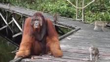 dont steal a banana out of an orangutans mouth