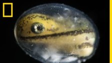 See a Salamander Grow From a Single Cell in this I...