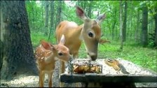 Fawn with Mother Deer