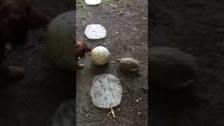 Dog and Turtle Playing With Ball