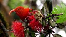 Jewels of the Forest:Kauai&#39;s Endangered Honeyc...