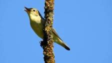 Gelbsp&ouml;tter Gesang - Icterine warbler singing...