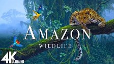 Amazon Wildlife - Tiere die den Dschungel zu Hause...