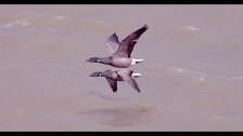 Brant Geese in Flight,-Ringelg&auml;nse im Flug