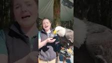 Why are they called &#34;bald&#34; eagles? #FunFac...