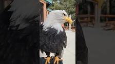 #didyouknow Bald Eagles have over 7,000 feathers? ...