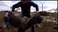 Eagle carcass counting under wind turbines in Norw...