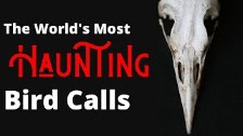 The Most Haunting Birds Songs of the World