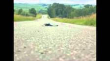 Dead Skunk in the middle of the road