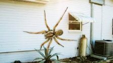 12 World&#39;s Largest Spiders
