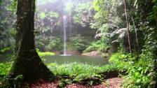 Rain Sound and Rainforest Animals Sound