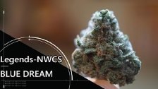 Legal WA Weed Review - BLUE DREAM by Legends