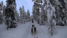 Kiruna,Sweden Dog Sledding 6 Day Tour