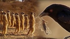 Drongo Bird Tricks Meerkats - Africa