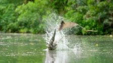 Flying Foxes Vs. Freshwater Crocodile - Land of th...