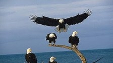 Bald Eagles of Alaska