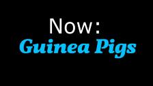 Now: Guinea Pigs