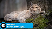 FOREST OF THE LYNX on NATURE | Official Trailer | ...