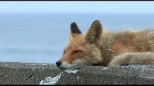 Fox living in the beach