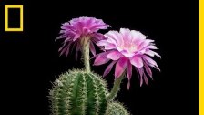 Time-Lapse: Beautiful Cacti Bloom