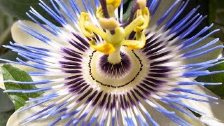  Passion Flowers Growing and Blooming