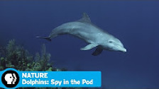 SPY IN THE POD on NATURE | Official Trailer | PBS