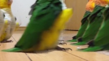 Parrot Army March
