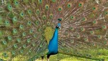 PEACOCK Dance and Mating Calls HD