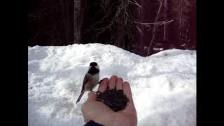 Chickadee and Nuthatch Feeding Frenzy and Red Squi...