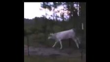 Guy running away from baby bull